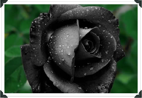 hoa hồng đen