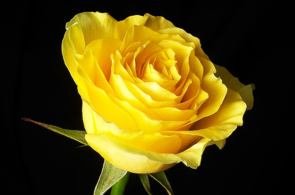 Yellow-Rose-1