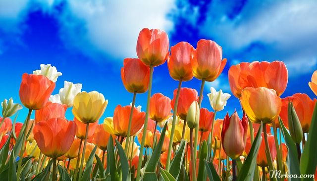 hoa đẹp tulip