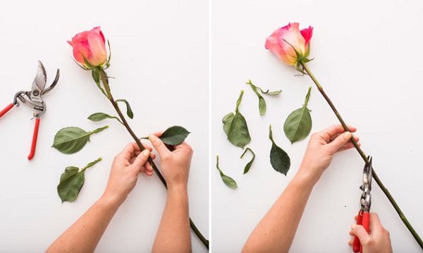 Hoa hồng là một sự lựa chọn hoàn hảo tôn vinh vẻ đẹp trong căn phòng của bạn