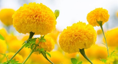 Tổng hợp các loại hoa màu vàng mang lại tài lộc ngày tết - Cửa Hàng Hoa