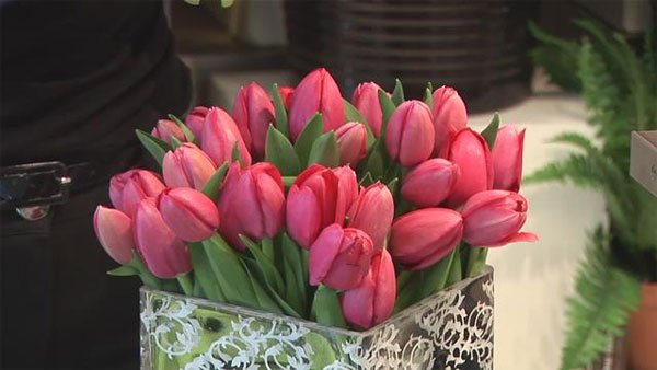 Bên cạnh kỹ thuật trồng hoa, điều kiện tự nhiên cũng là những yếu tố quan trọng để có chậu hoa tulip đẹp. 