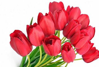 Hoa tulip tang ban gai moi quen