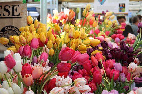 Nắm vững kỹ thuật trồng hoa sẽ giúp người trồng hoa có được những bông tulip rực rỡ nhất.