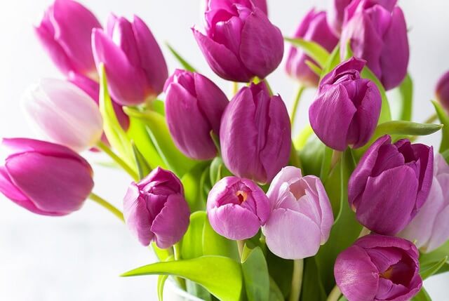 hoa tulip tặng bạn gái dịp valentine