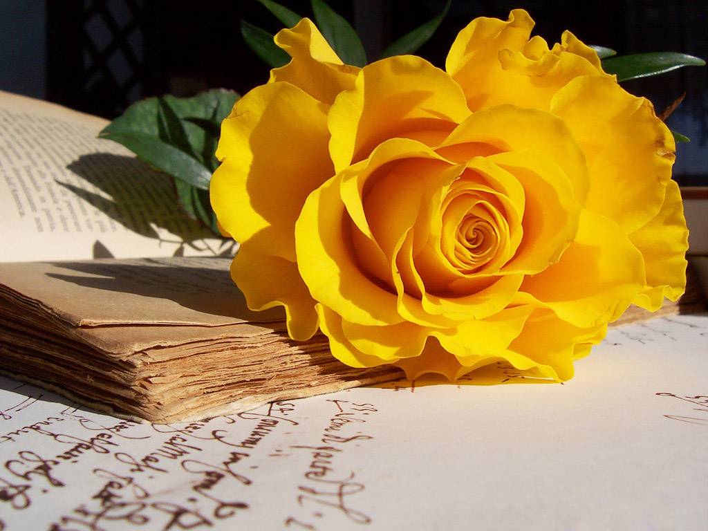 Khám phá ý nghĩa thú vị của hoa hồng vàng trong tình yêu 2