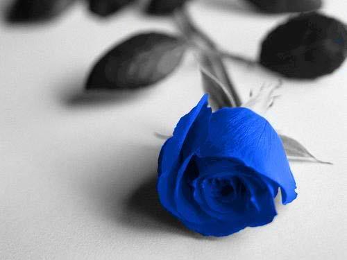 Vì sao hoa hồng xanh là biểu tượng của tình yêu bất diệt? 1