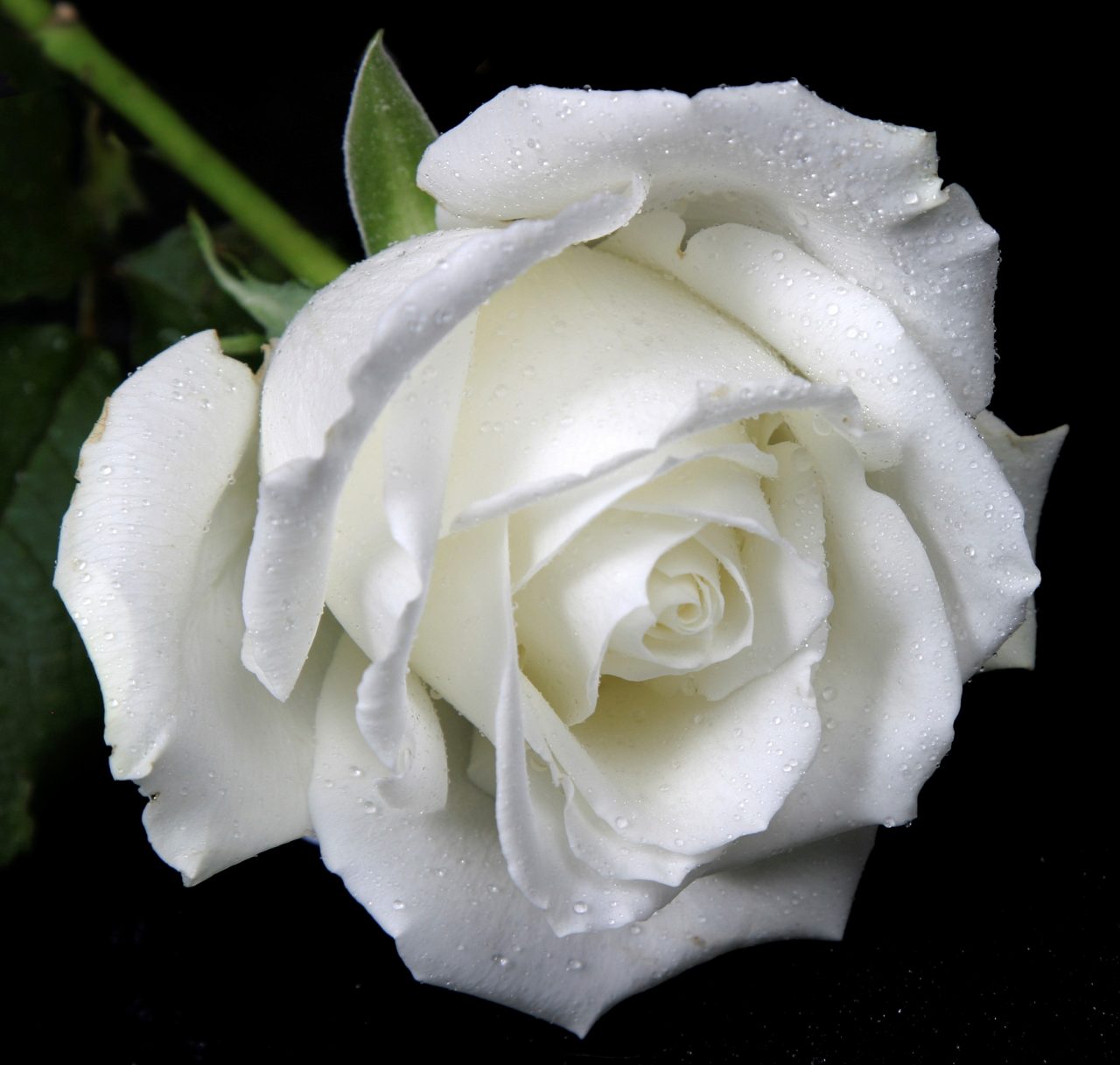 Trên 50+】hình ảnh hoa hồng trắng đẹp nhất qua các thế kỷ