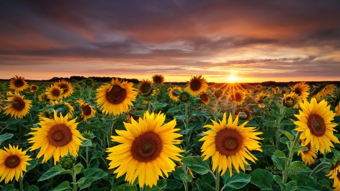 Cập nhật 104 hình nền hoa mặt trời tuyệt vời nhất  Tin học Đông Hòa