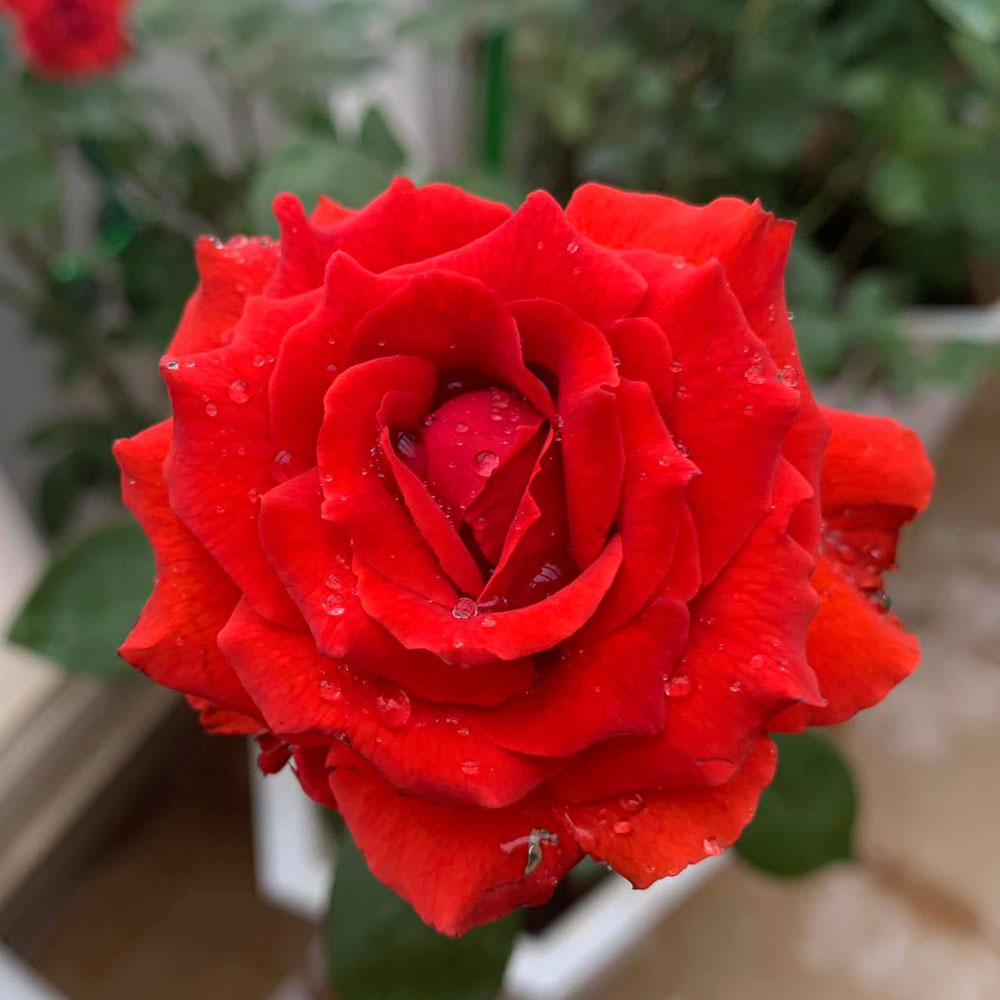 Bán hoa hồng cổ Sơn La cây khỏe, hoa chùm, bông đỏ rực rỡ