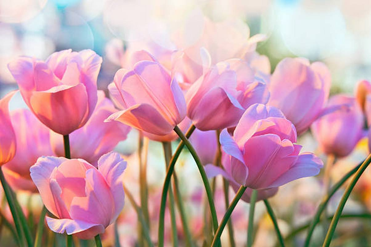 Ý nghĩa loài hoa tulip cho người mới