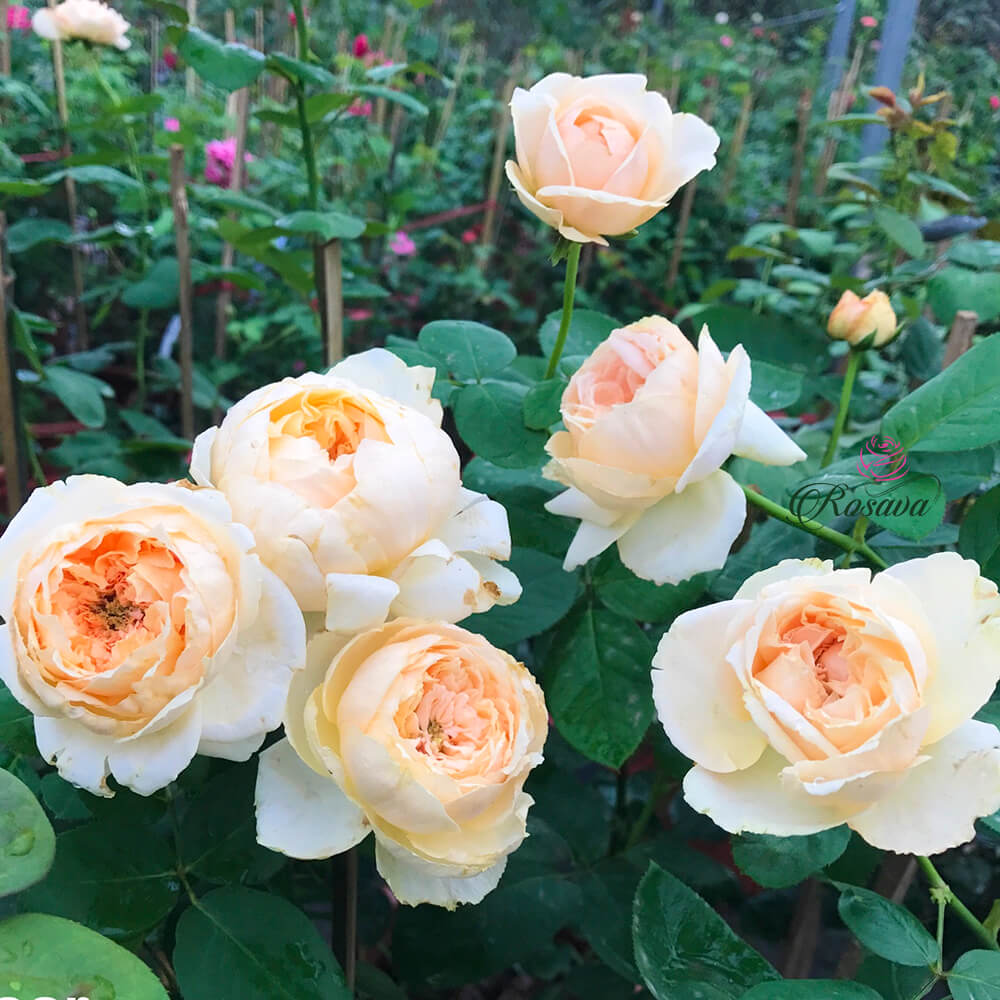 Giá mua hoa hồng leo Pháp Salmanasar rose sai hoa, khỏe đẹp bao nhiêu