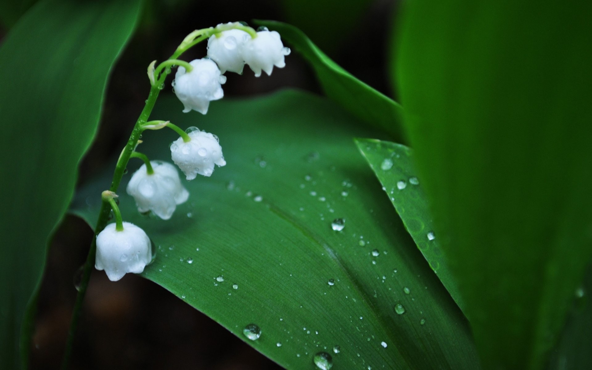 Những hình ảnh đẹp nhất về hoa Linh Lan (Lily Of The Valley) 