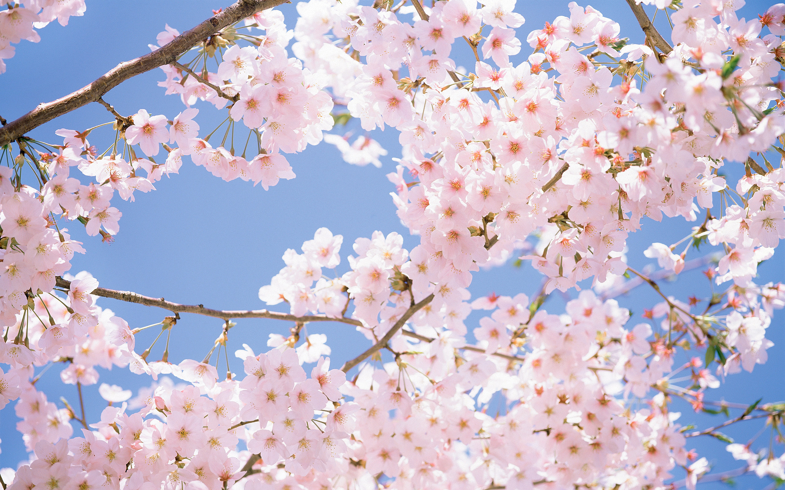 Ý nghĩa của hoa anh đào trong văn hoá Nhật Bản