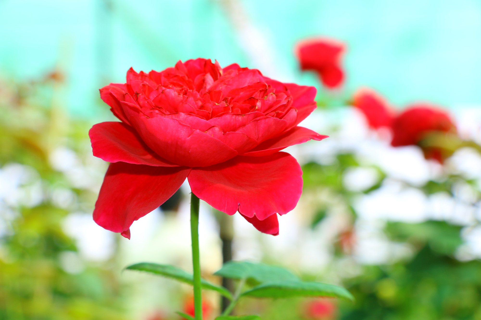 Ngất ngây” với vườn hoa hồng Pháp tuyệt đẹp được tham quan miễn phí dịp Tết  - Báo Người lao động