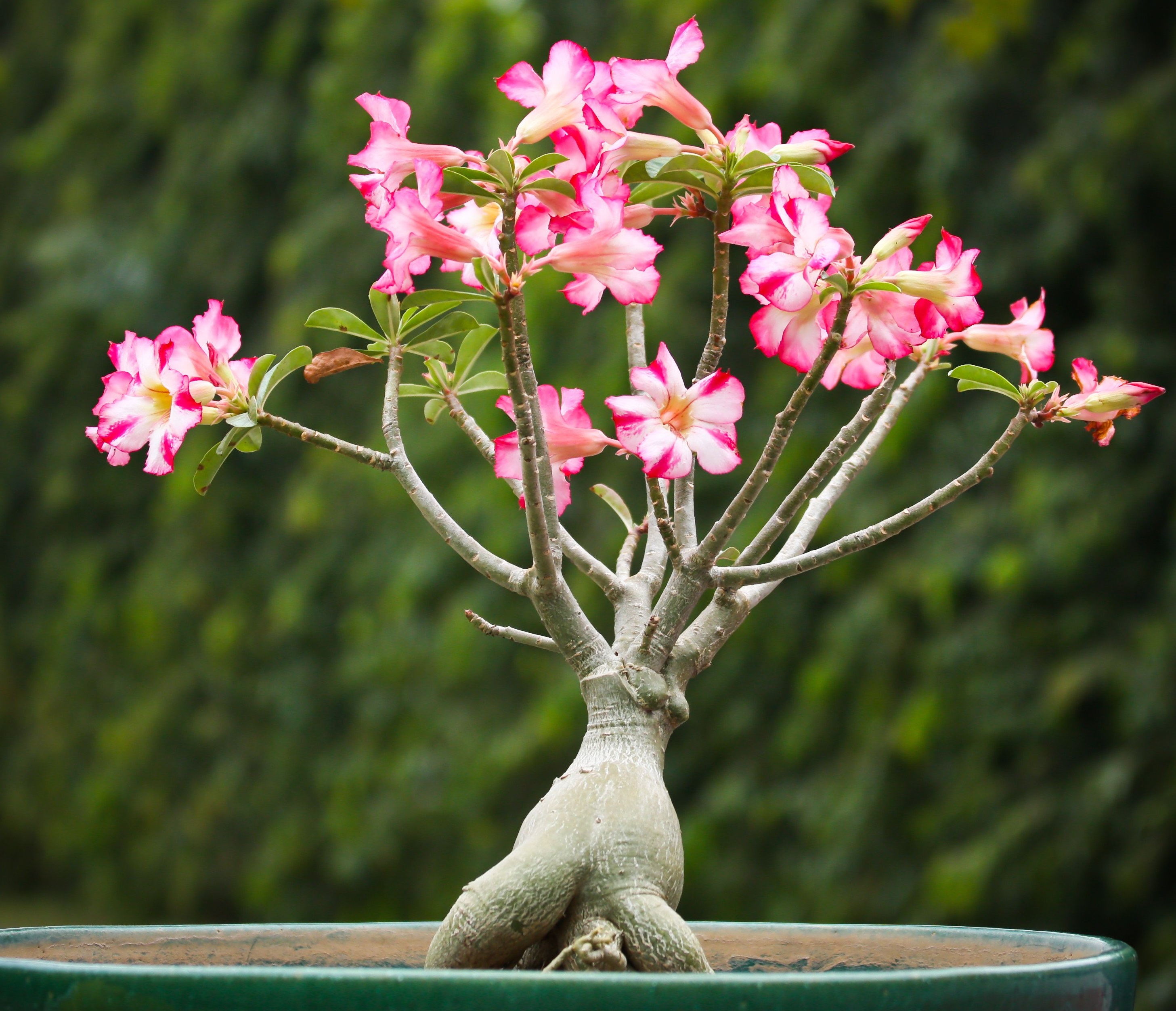 Hình ảnh Hoa Sứ - Loài hoa tượng trưng cho vẻ đẹp và sự khởi đầu