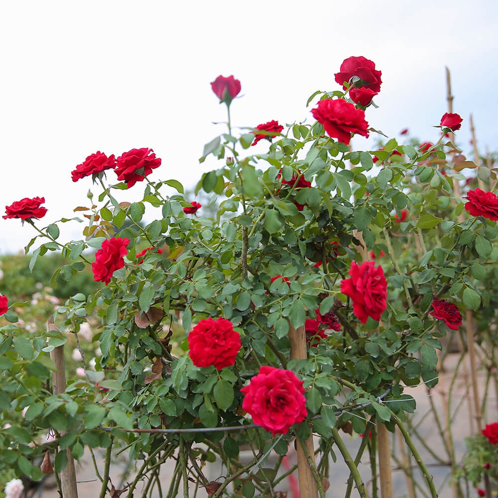 cây hoa hồng đỏ giống | Shopee Việt Nam