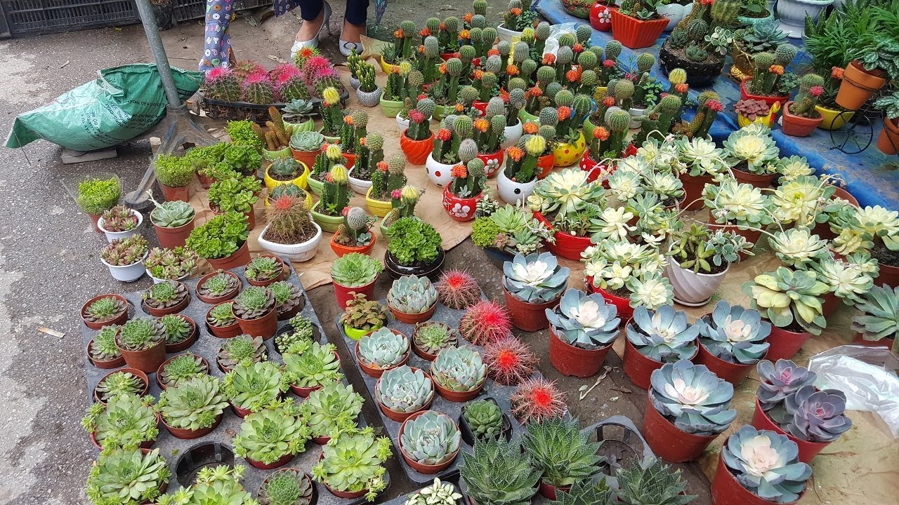 Khám phá phiên chợ bán hoa cây cảnh đẹp nhất Việt Nam - YouTube