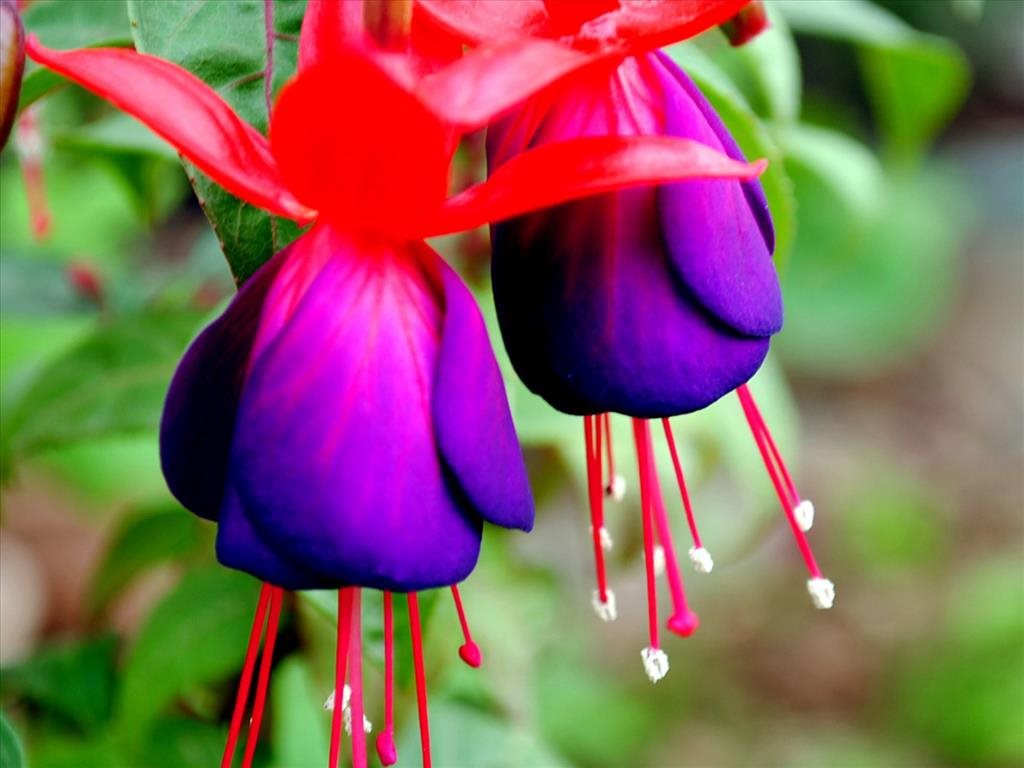 Hình ảnh đẹp về hoa đèn lồng