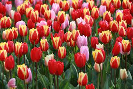 Đặc điểm hoa tulip là gì? Ý nghĩa hoa tulip theo từng sắc màu?