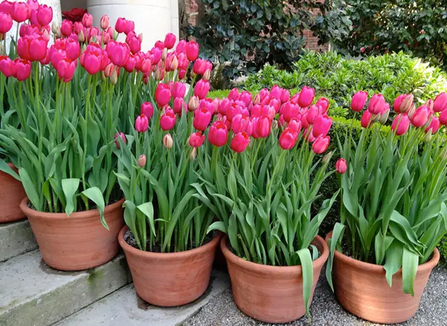 đặc điểm hoa tulip-3