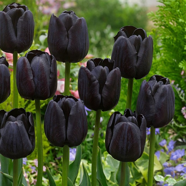 đặc điểm hoa tulip-1