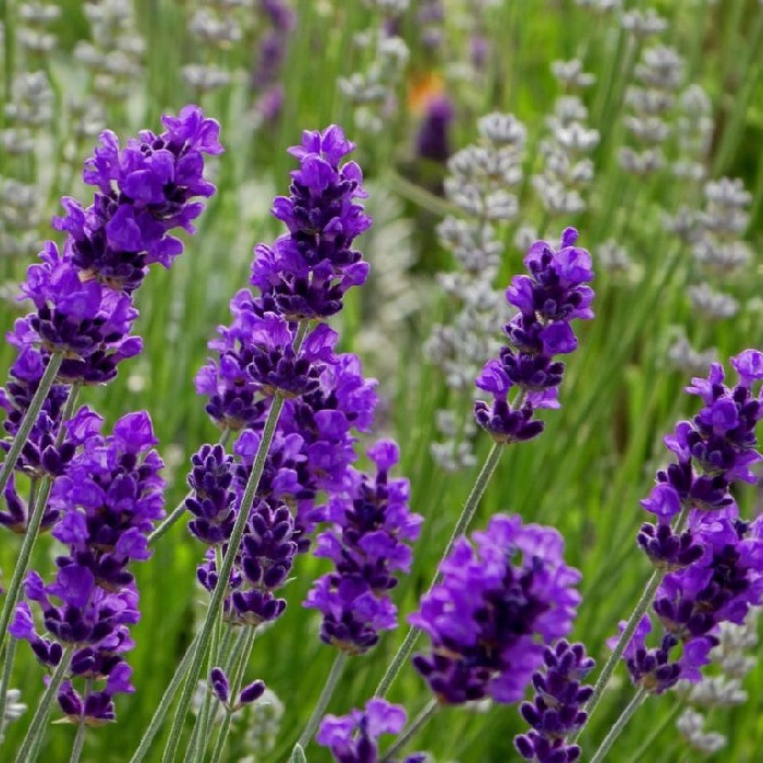 Ý nghĩa hoa lavender– loài hoa của tình yêu chung thủy